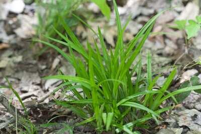 Thicket Sedge