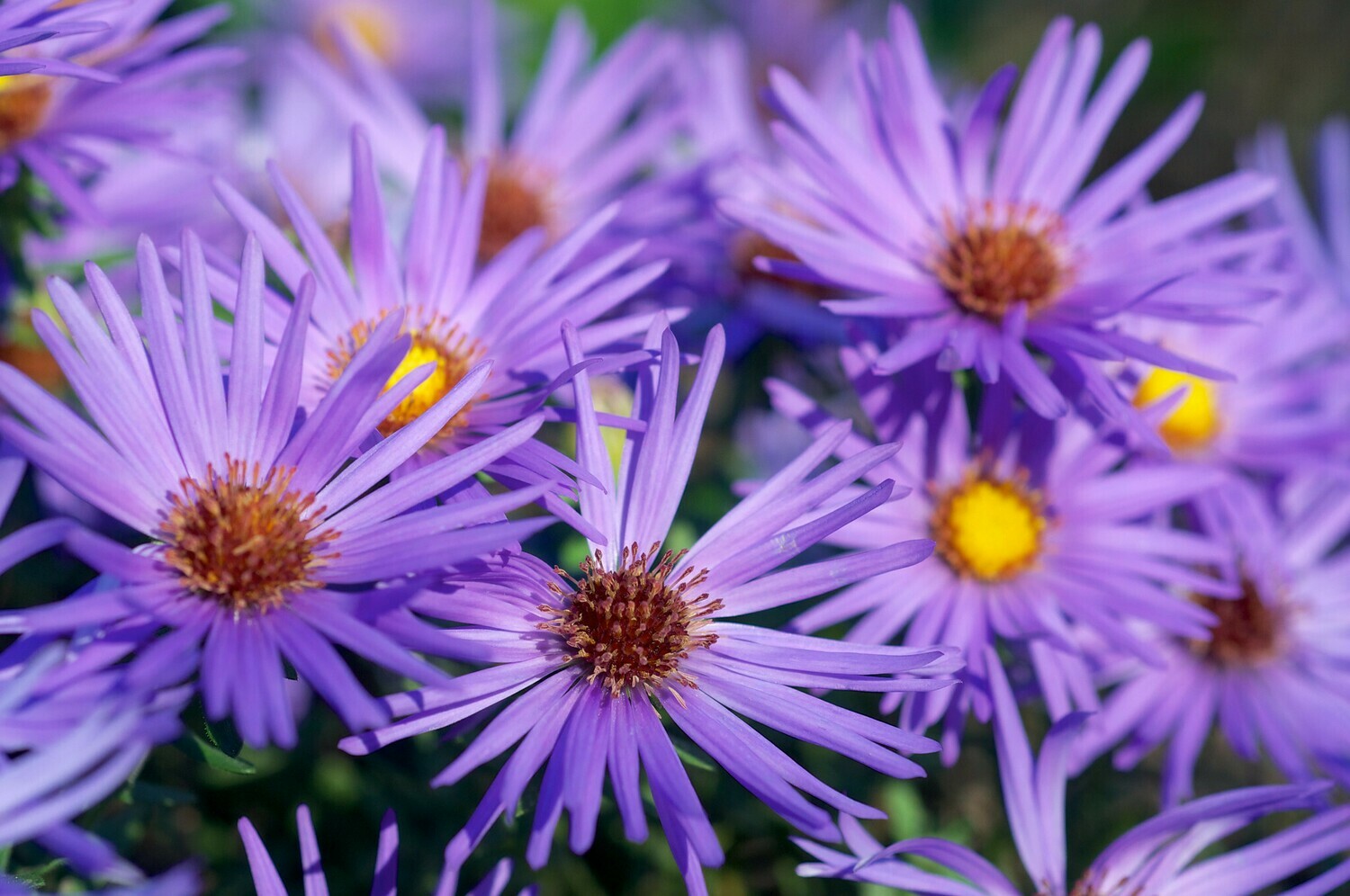 Aromatic Aster