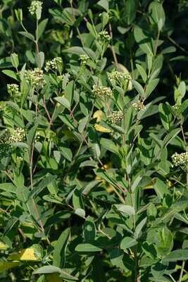 Dogbane