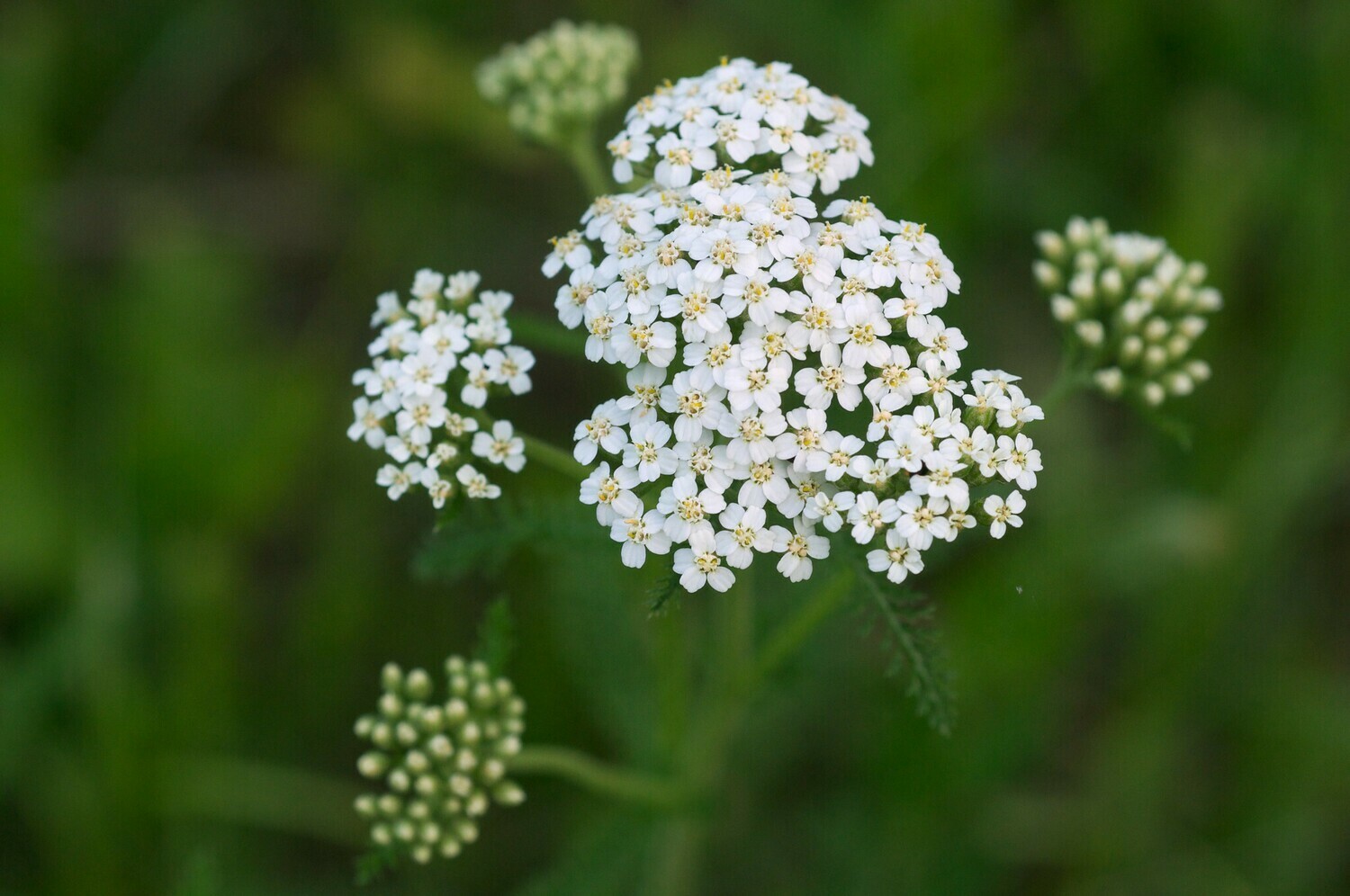 Yarrow