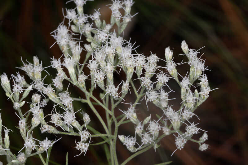 Hyssopleaf Thoroughwort