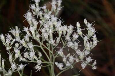 Hyssopleaf Thoroughwort