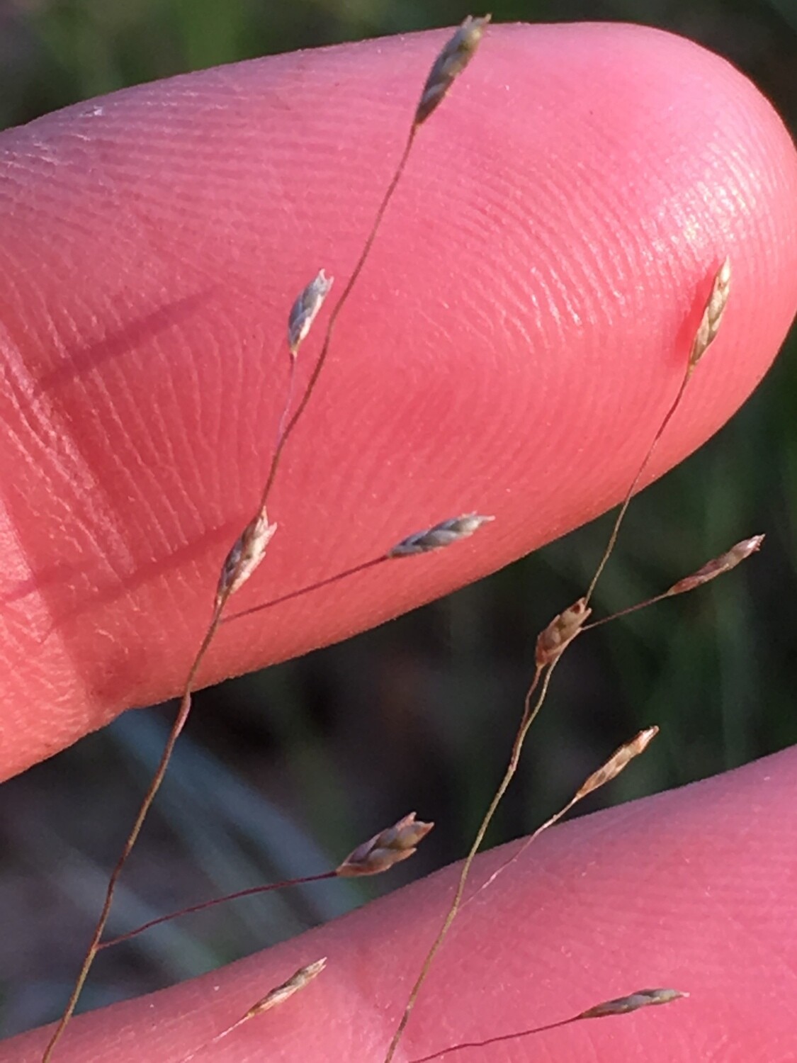 Purple Love Grass