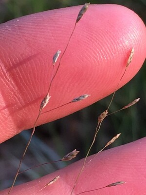 Purple Love Grass