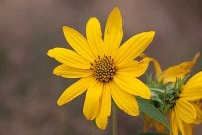 Sawtooth Sunflower