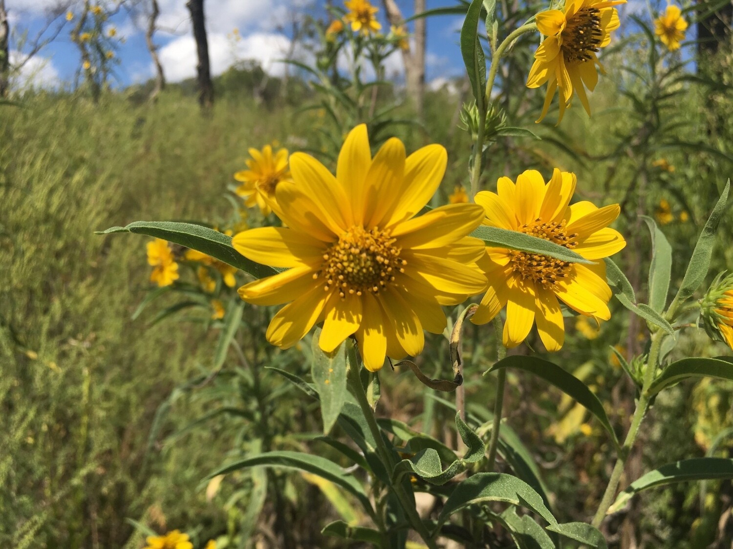 Maximilian Sunflower