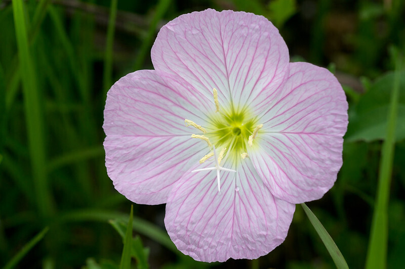 Showy Evening Primrose