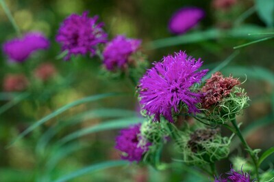 Arkansas Ironweed