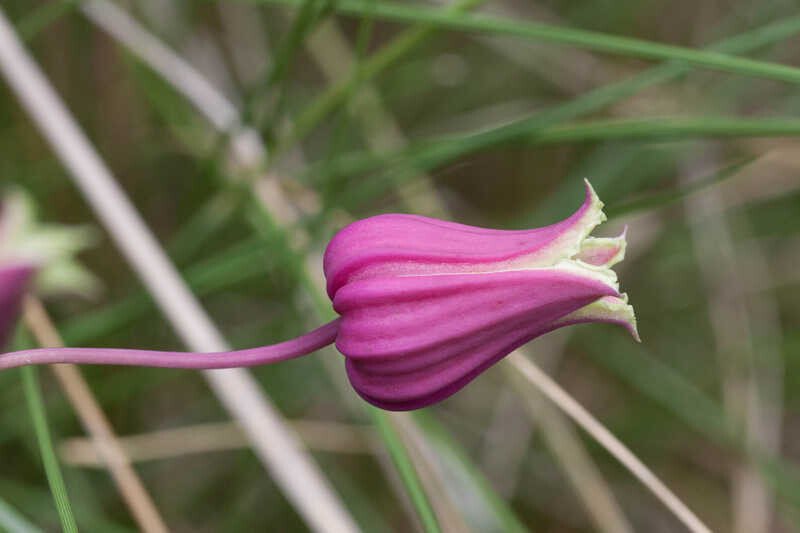 White-leaf Leather-flower