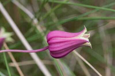 White-leaf Leather-flower
