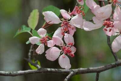 Southern Crabapple