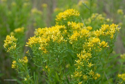 Bushy Goldentop