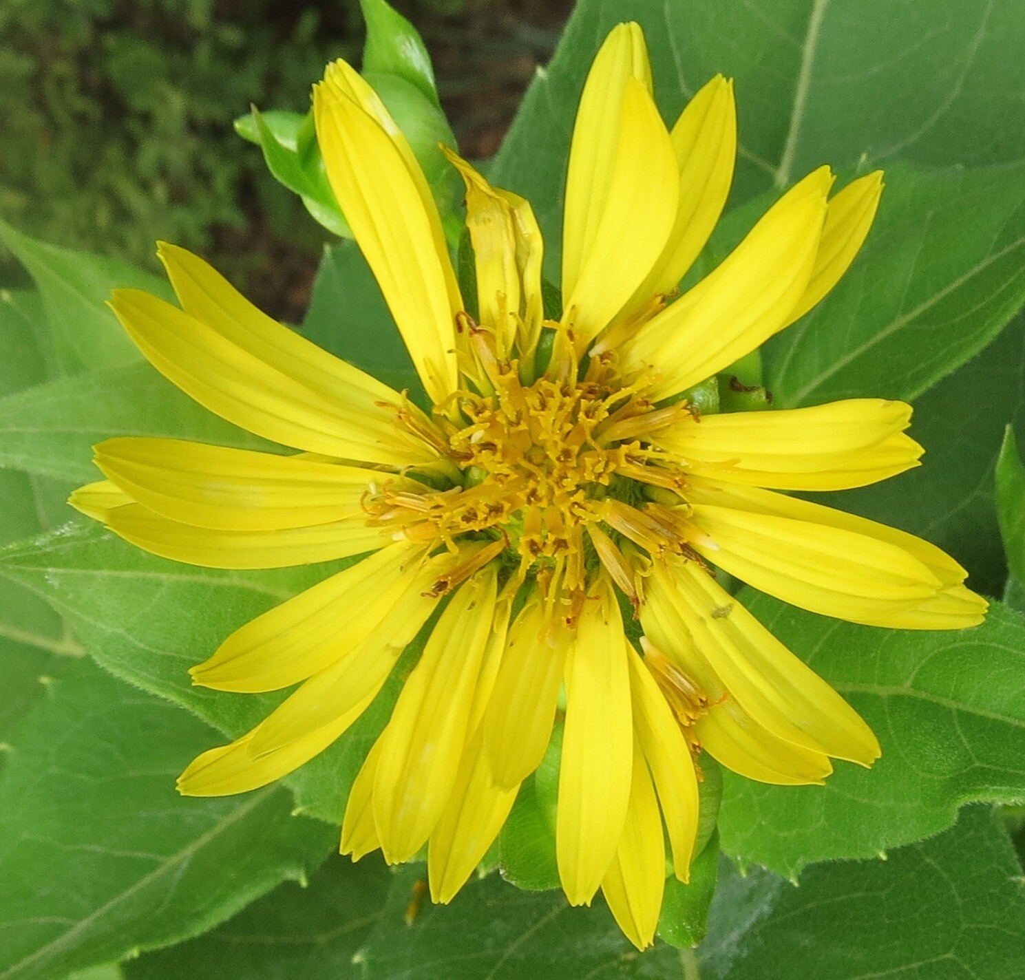 Cup Plant