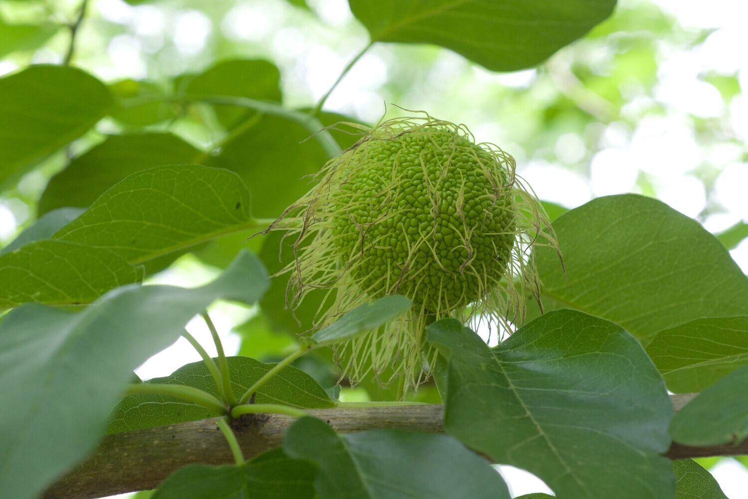 Osage Orange (unsexed)
