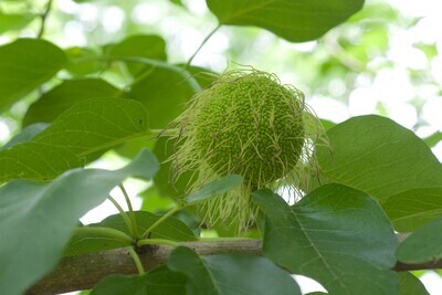 Osage Orange (unsexed)