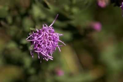 Scaly Blazing Star