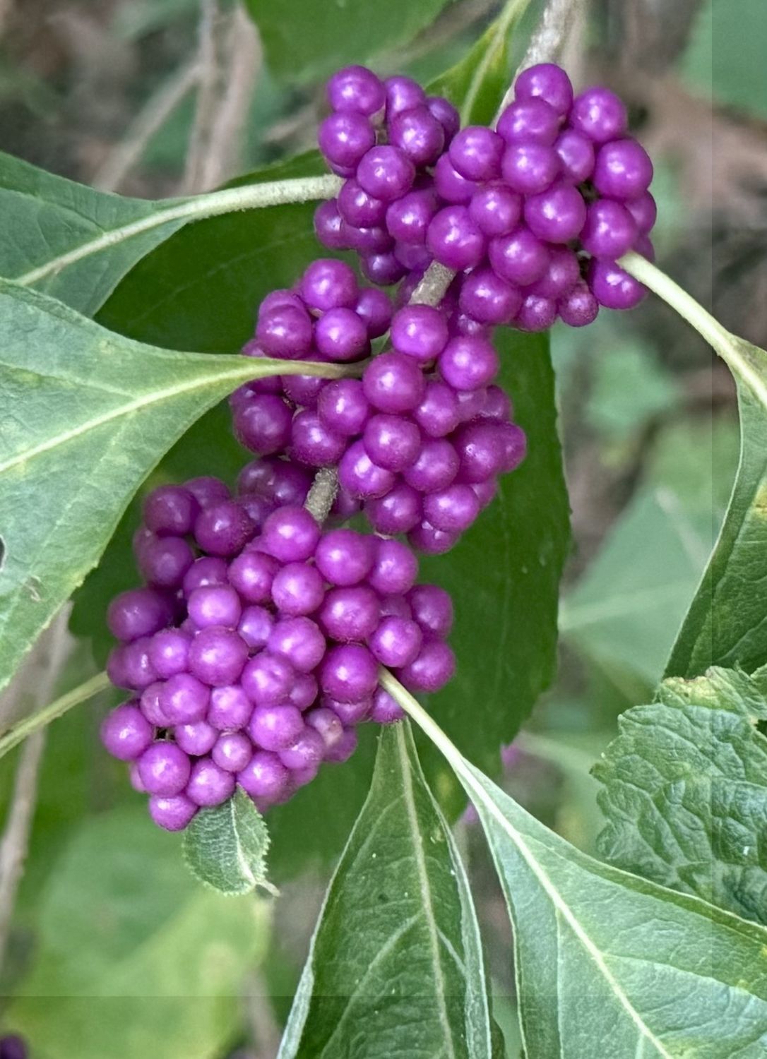 American Beautyberry