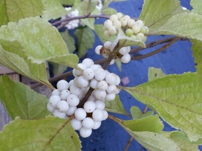 American Beautyberry (White Berries)