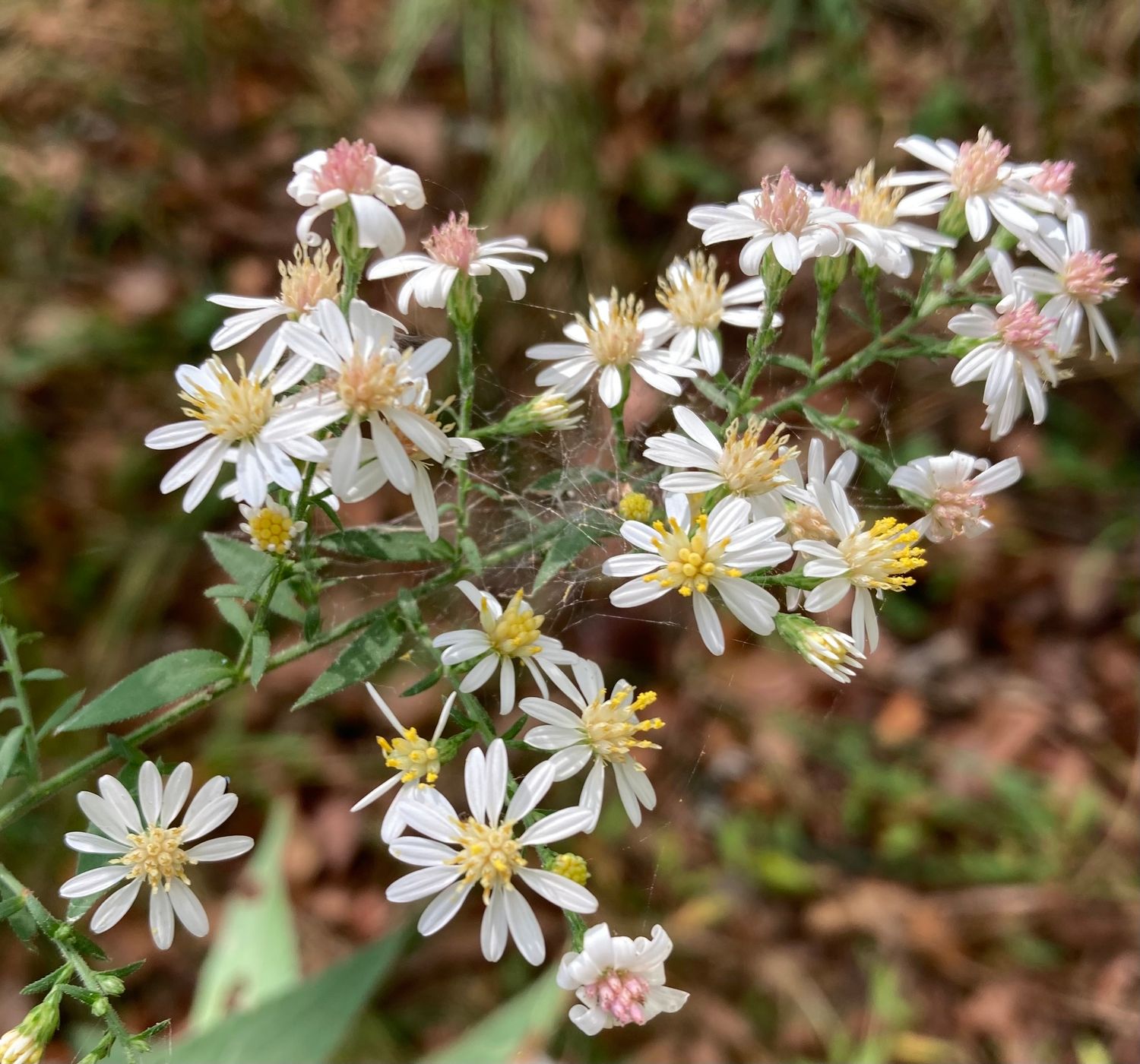 Drummond's Aster
