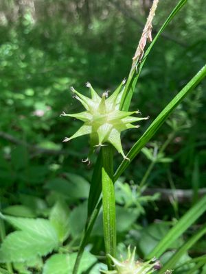 Gray Sedge