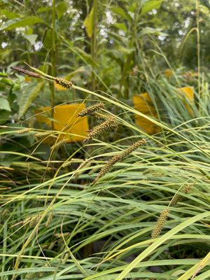 Cypress Swamp Sedge