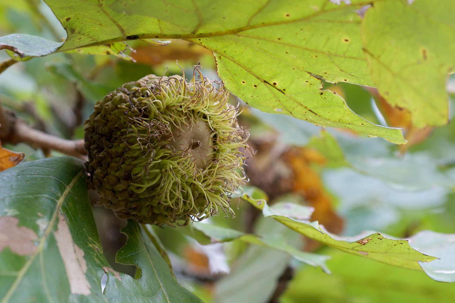 Bur Oak