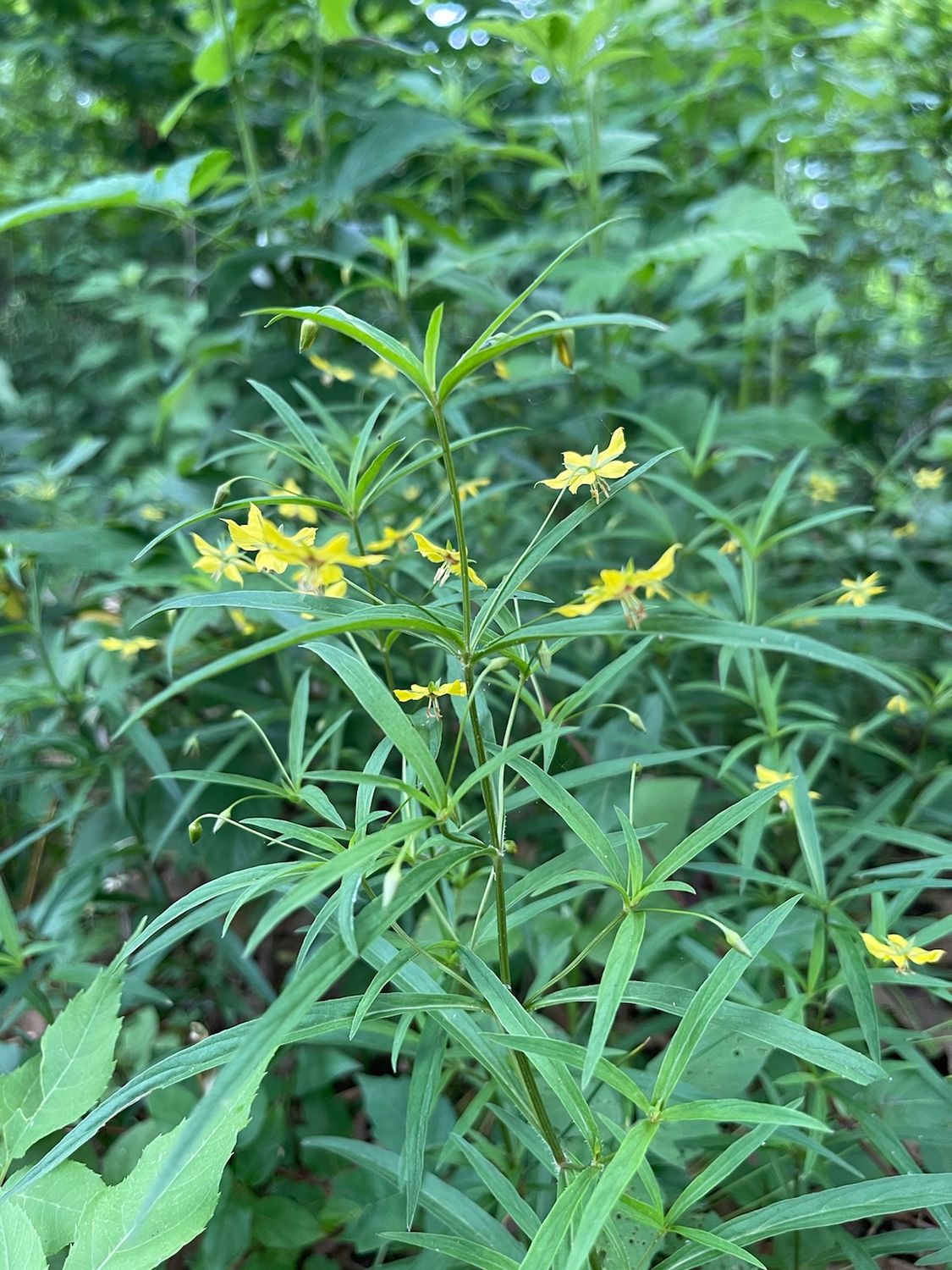 Lance-leaf Loosestrife