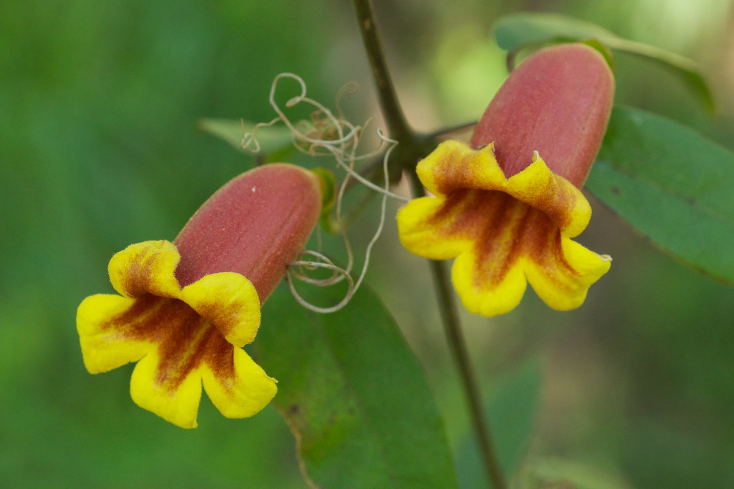 Crossvine
