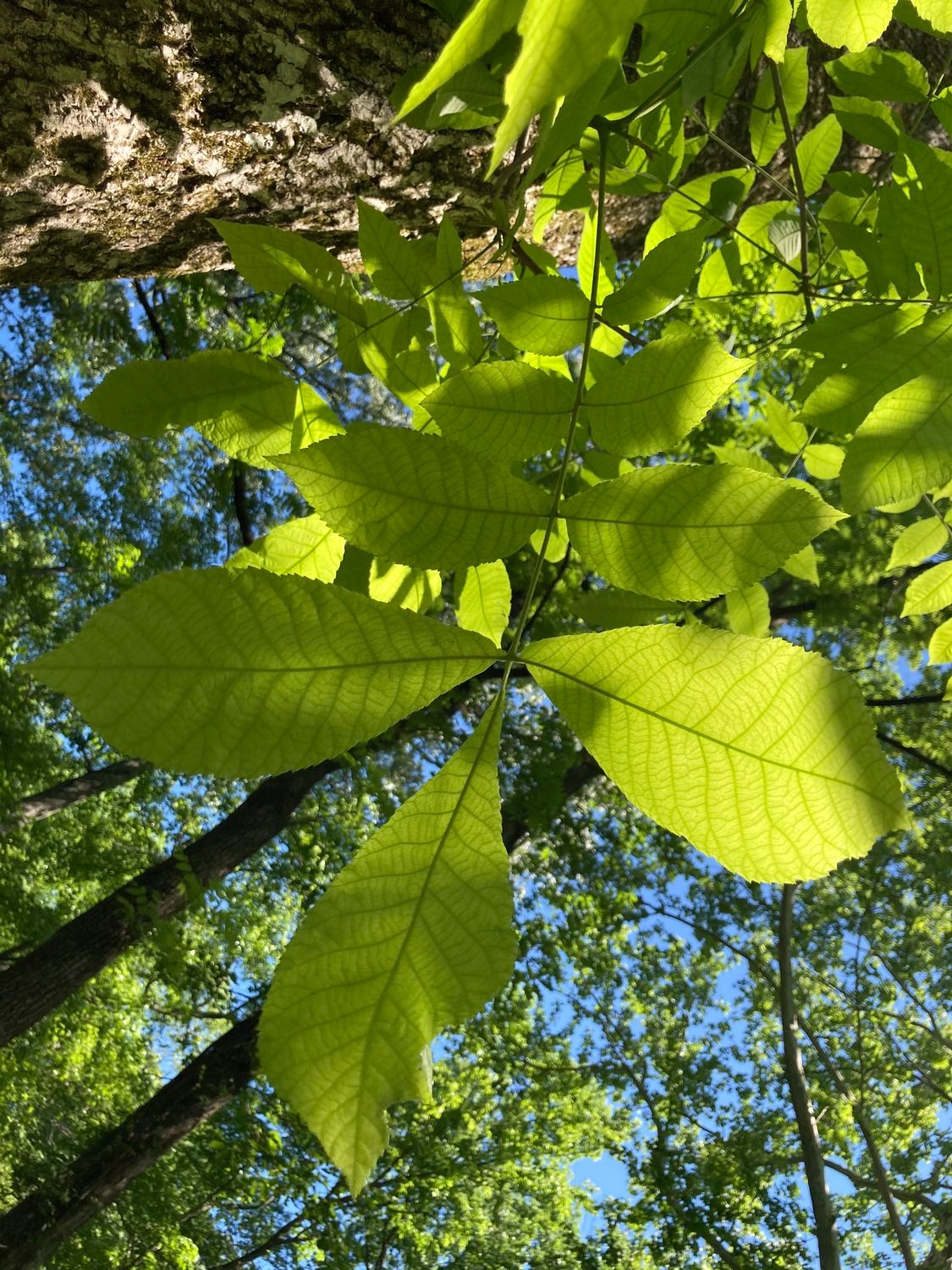 Bitternut Hickory