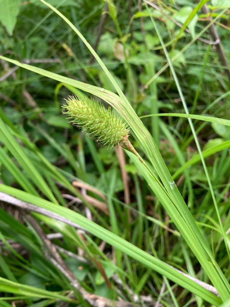 Cattail Sedge