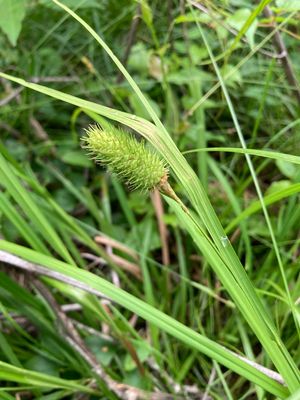 Cattail Sedge