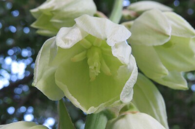 Arkansas Yucca