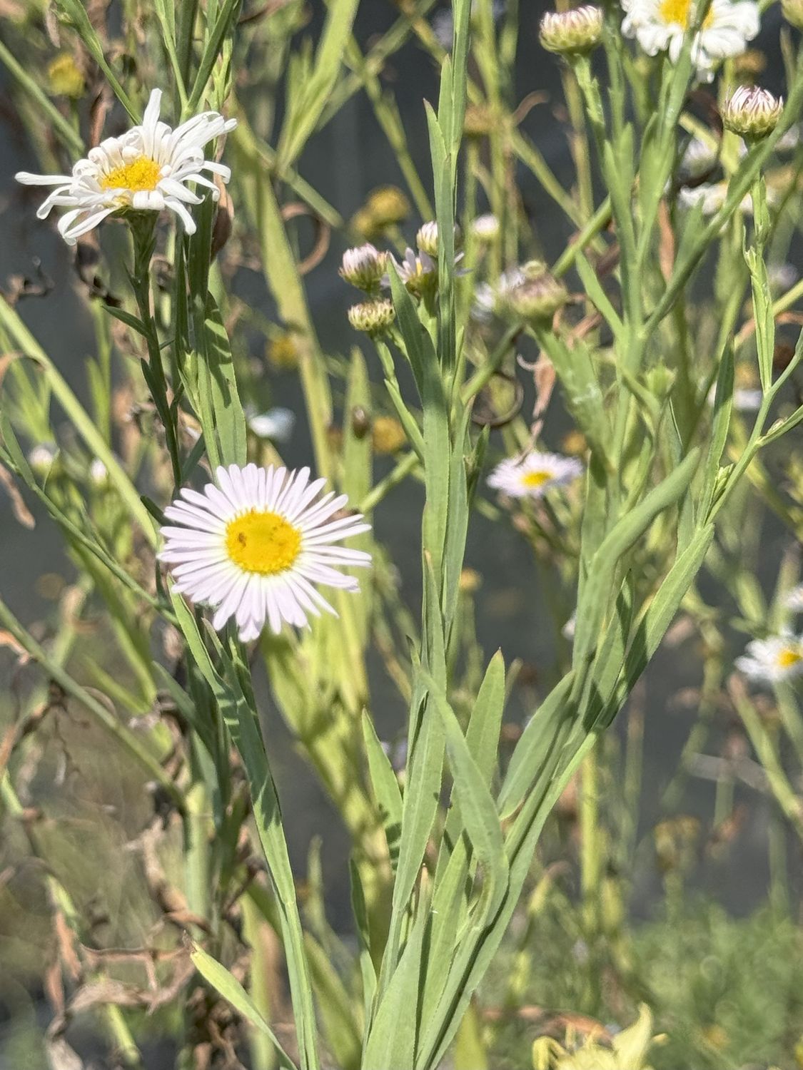 False Aster
