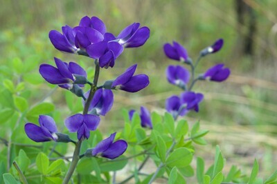 False Blue Indigo