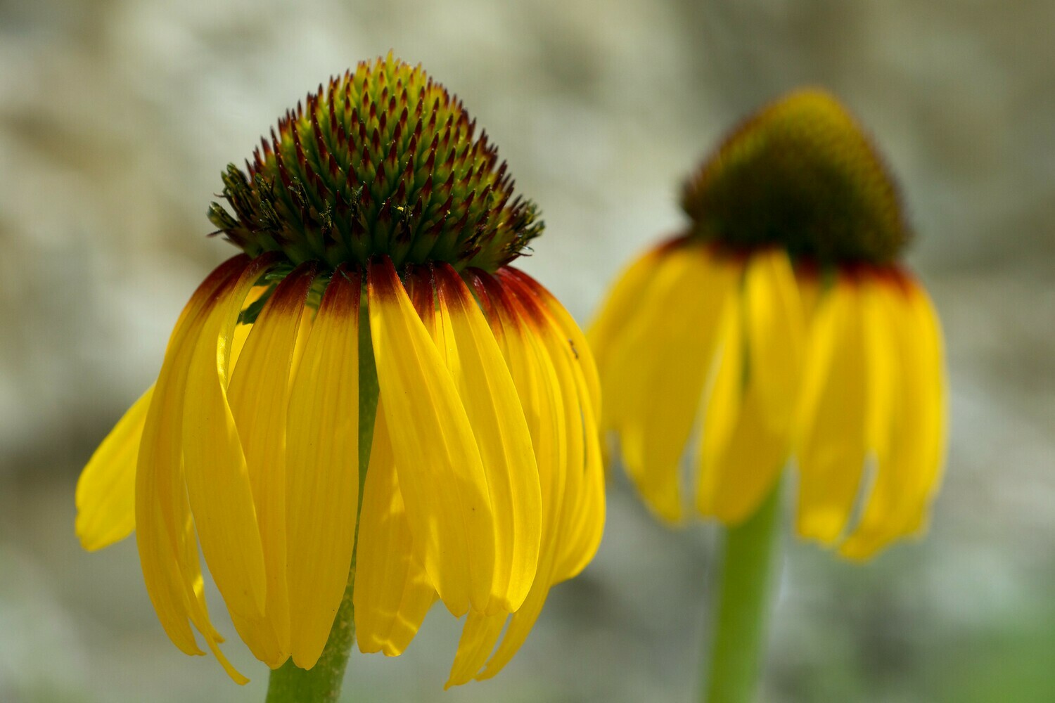 Yellow Coneflower