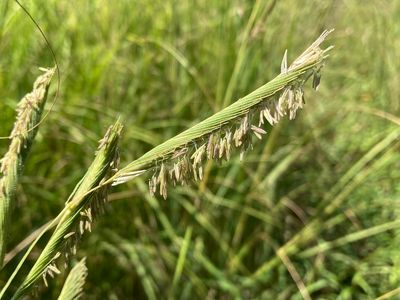 Prairie Cordgrass