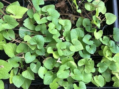 Common Violet