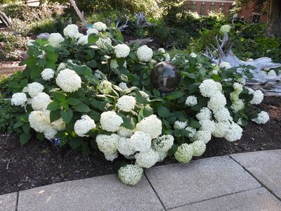 Smooth Hydrangea 'Annabelle'