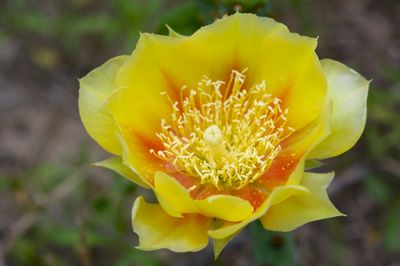 Eastern Prickly Pear