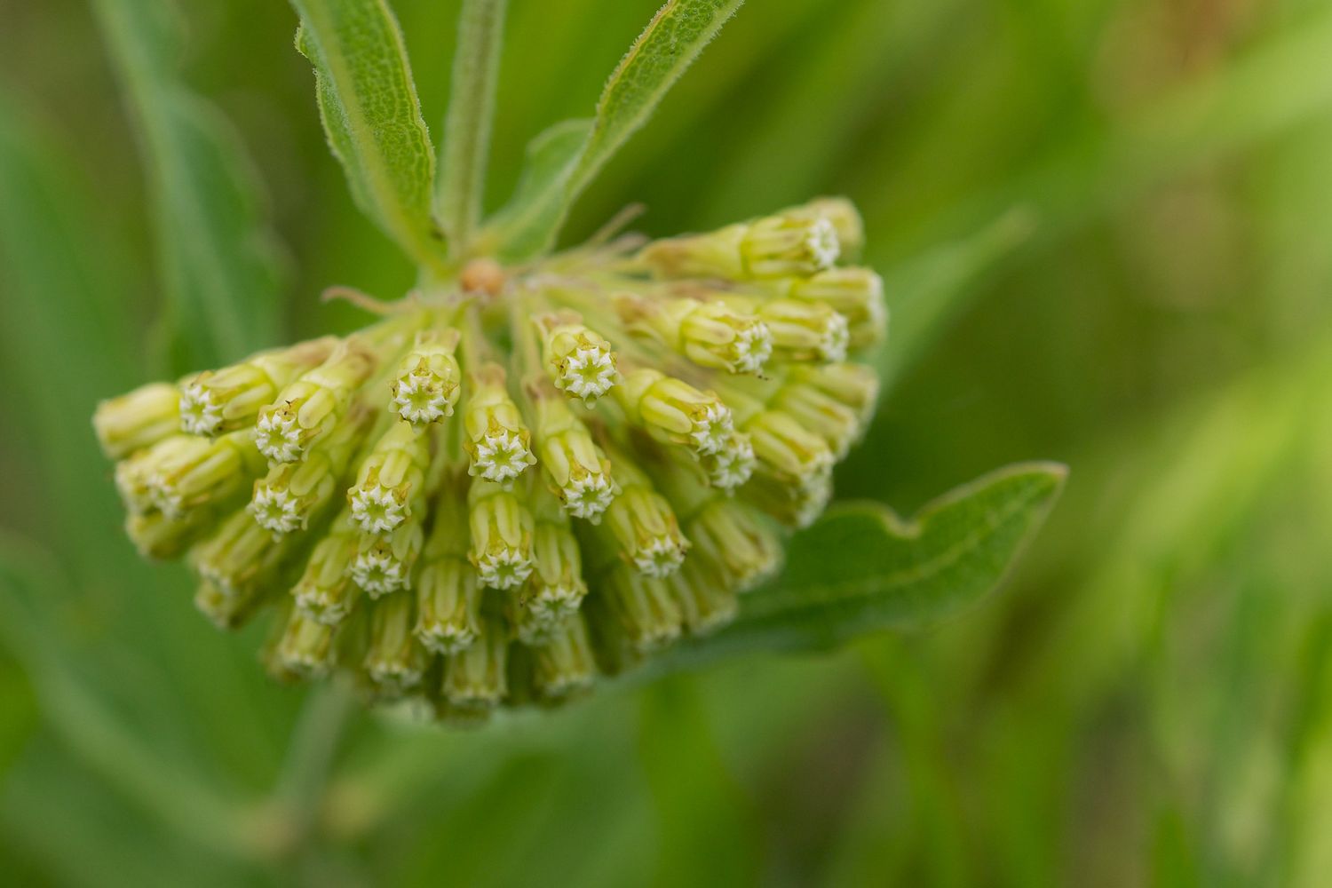 Green Comet Milkweed