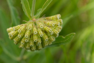 Green Comet Milkweed