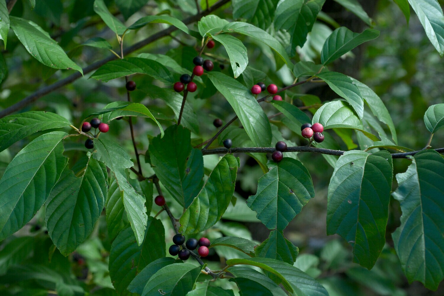Indian Cherry