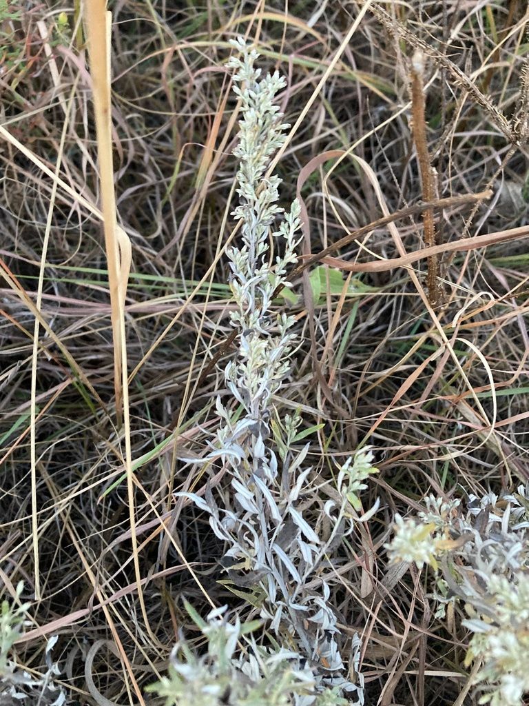 Prairie Sage