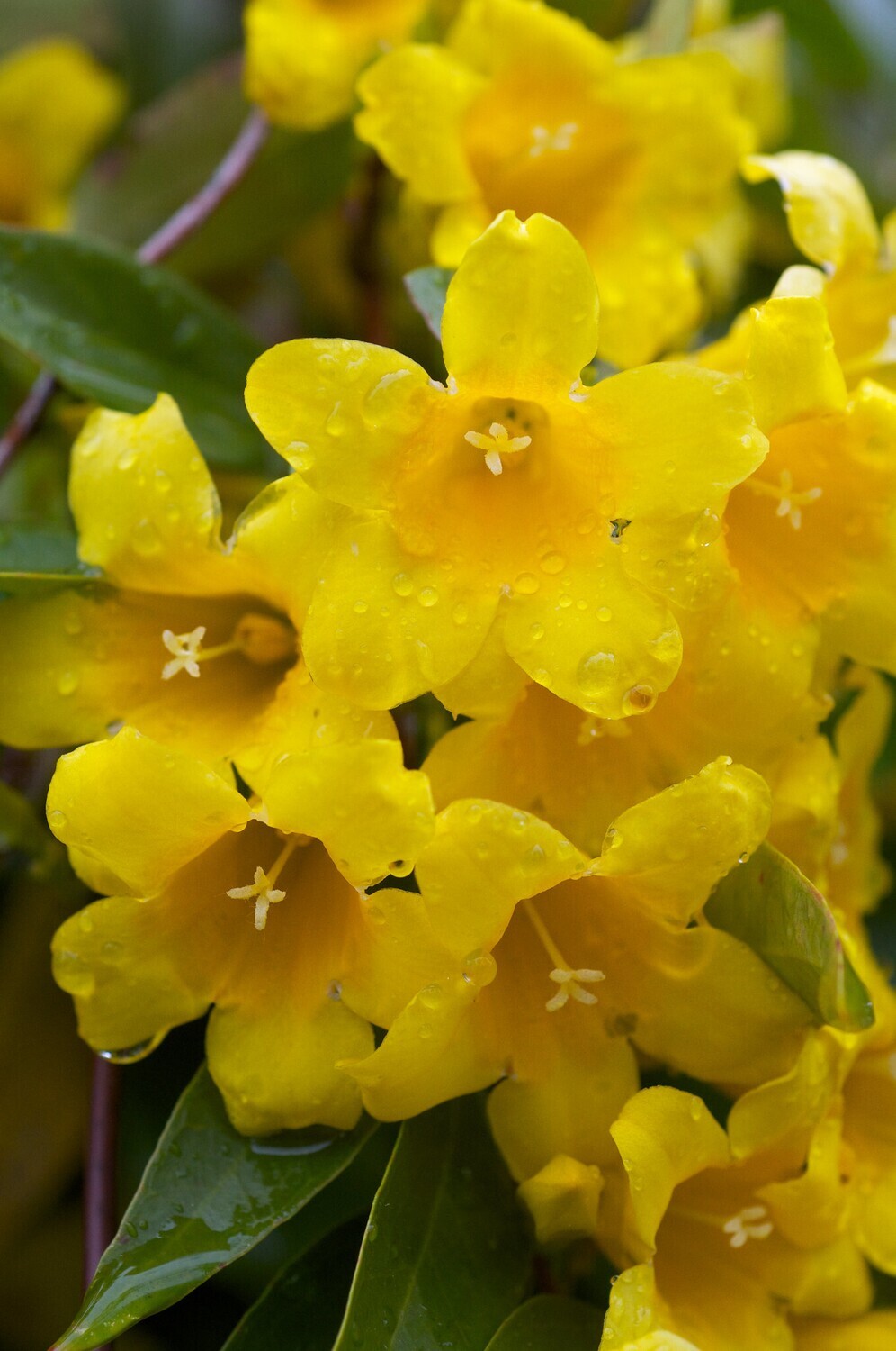 Carolina Jessamine