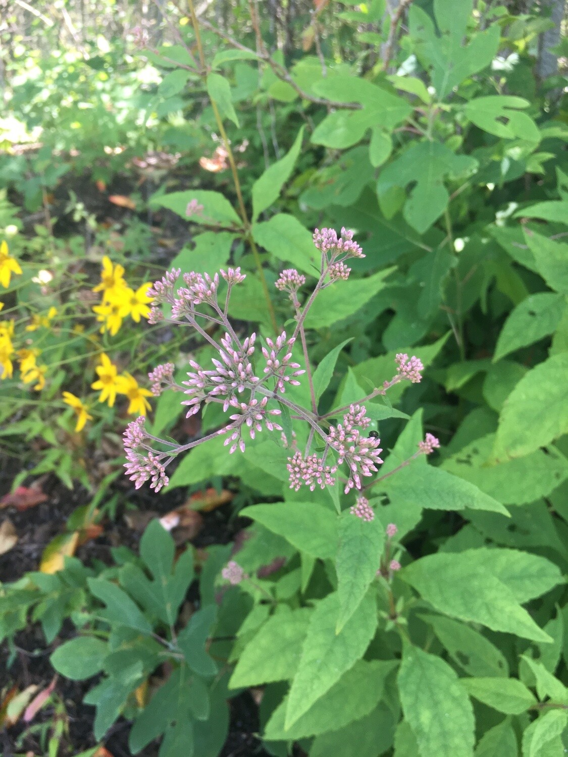 Sweet Joe Pye Weed