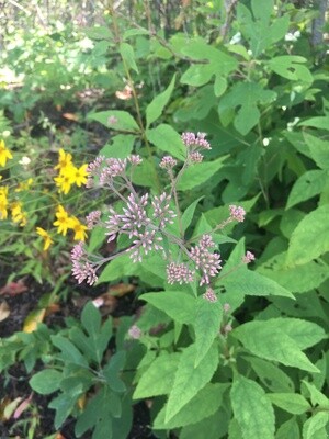 Sweet Joe Pye Weed