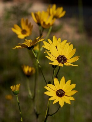 Rosinweed Sunflower