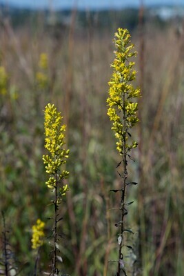 Showy Goldenrod