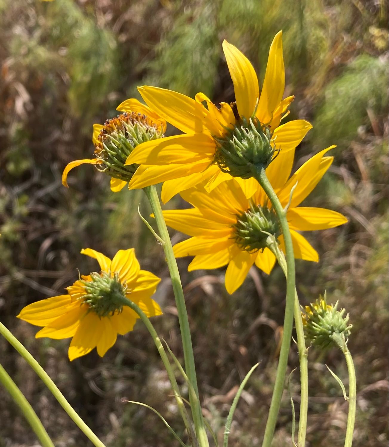 Willow-leaf Sunflower