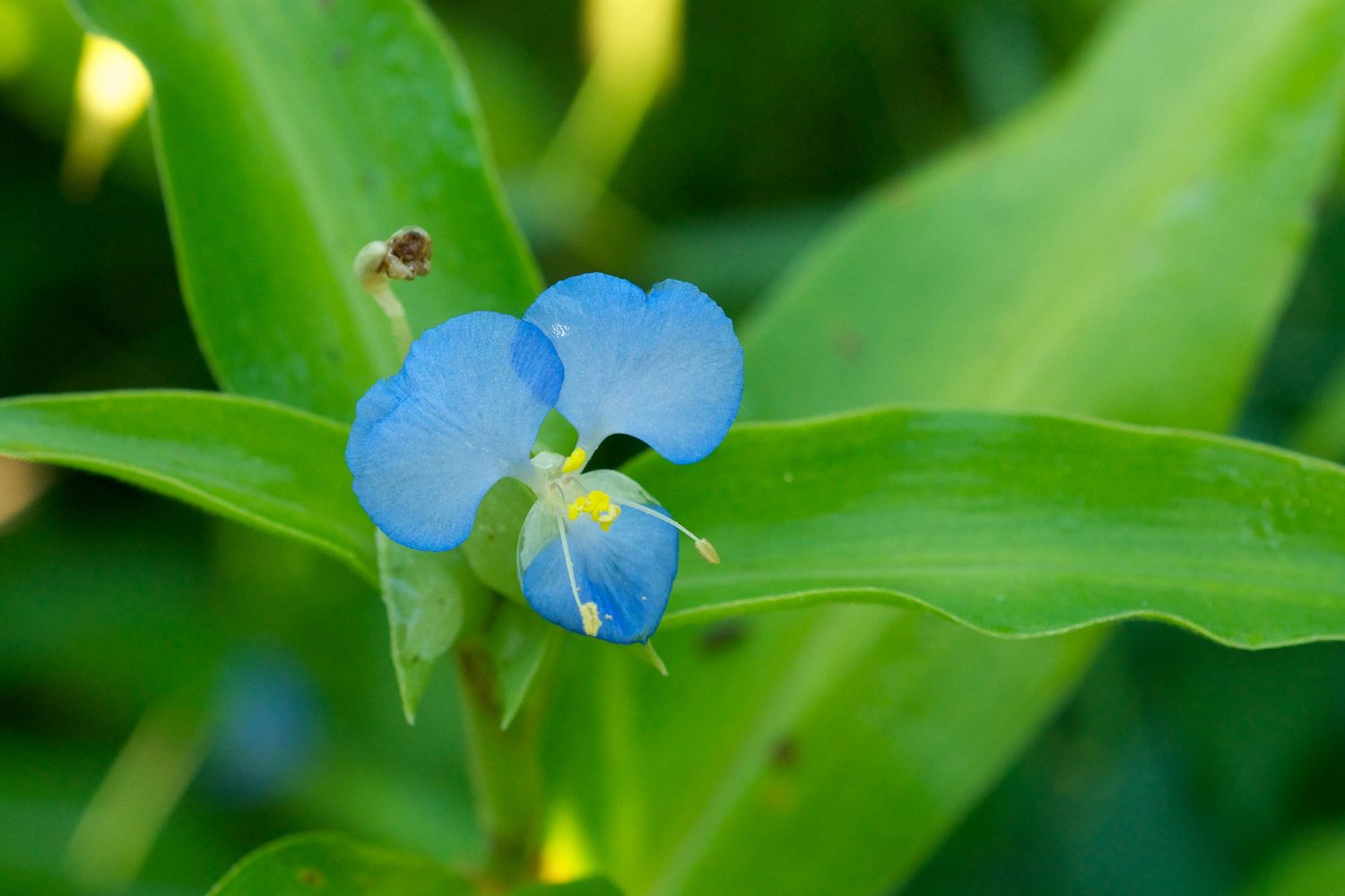 Virginia Dayflower